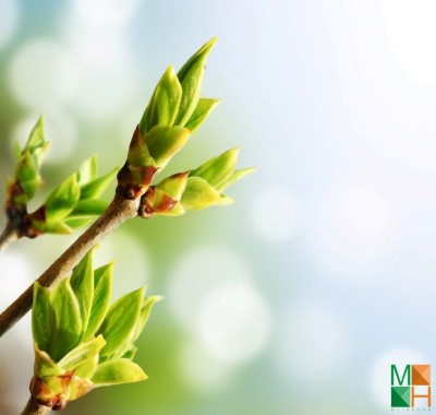  Tranh dán tường Hàn Quốc đẹp hoa mai mùa xuân FW - 085